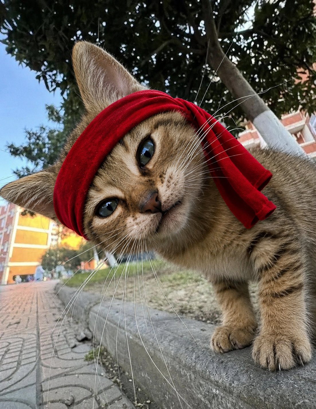 STREET CAT
